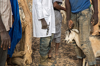 Humanitarian assistance in Hodh El Chargui region 