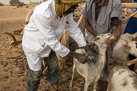 Humanitarian assistance in Hodh El Chargui region 